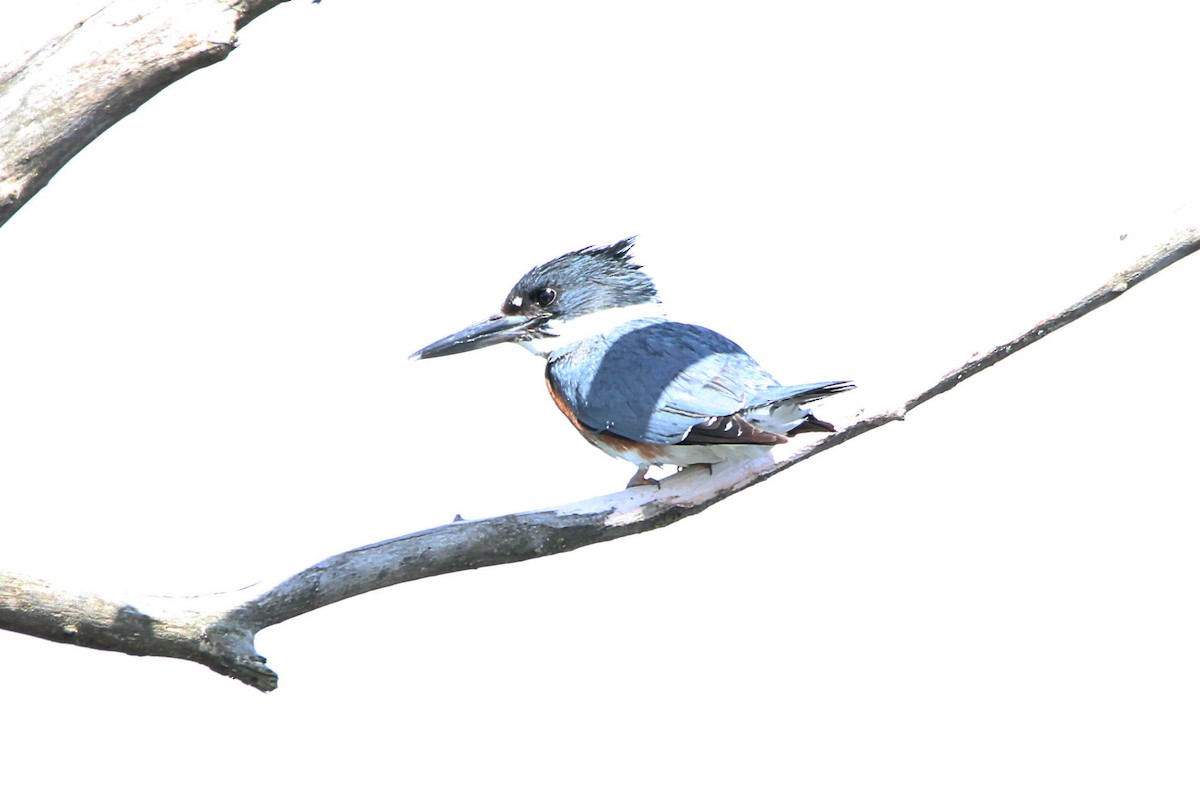 Belted Kingfisher - ML619026307