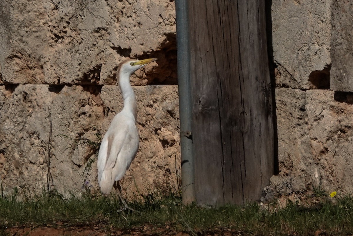 Египетская цапля (ibis) - ML619026334