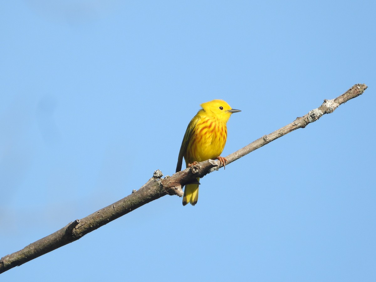 Yellow Warbler (Northern) - ML619026382