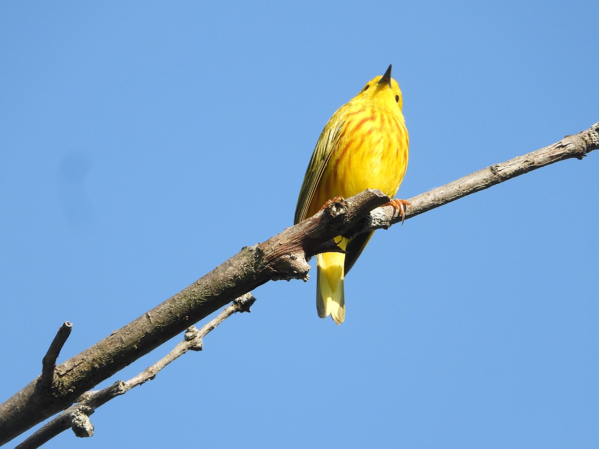Yellow Warbler (Northern) - Kent Millham