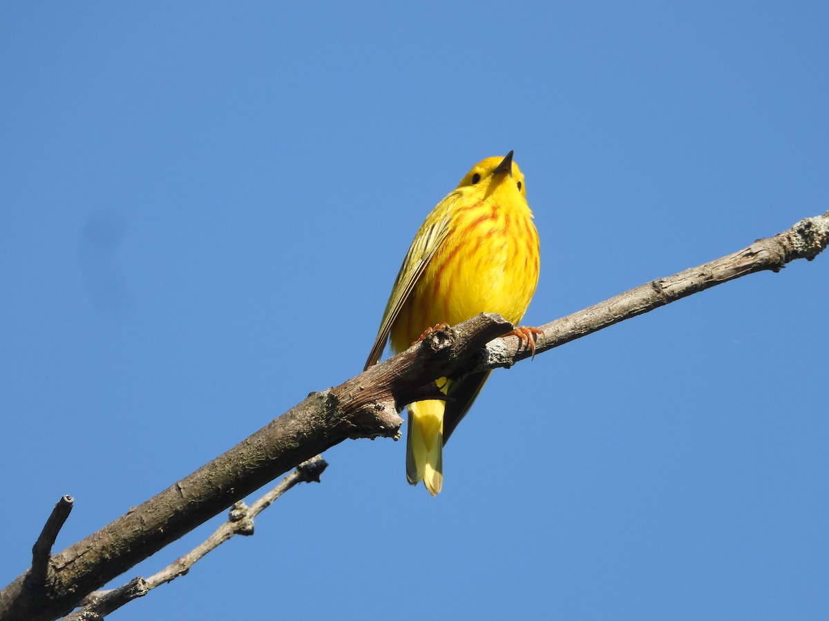 Yellow Warbler (Northern) - ML619026413