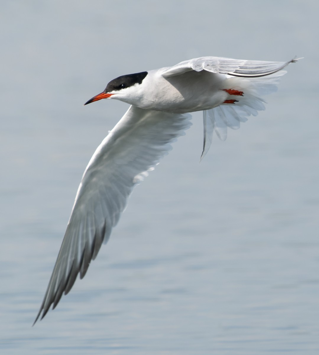 Common Tern - Simon Colenutt