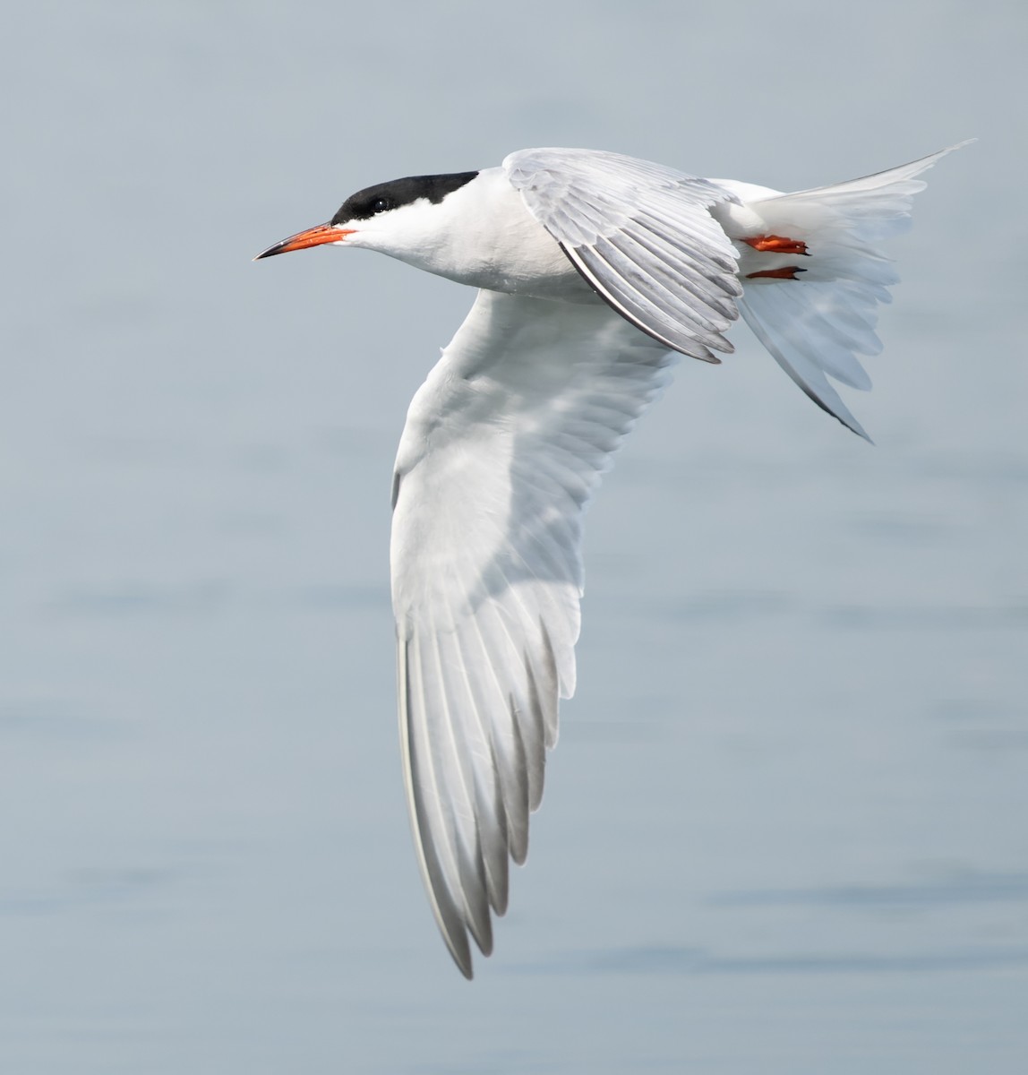 Common Tern - Simon Colenutt