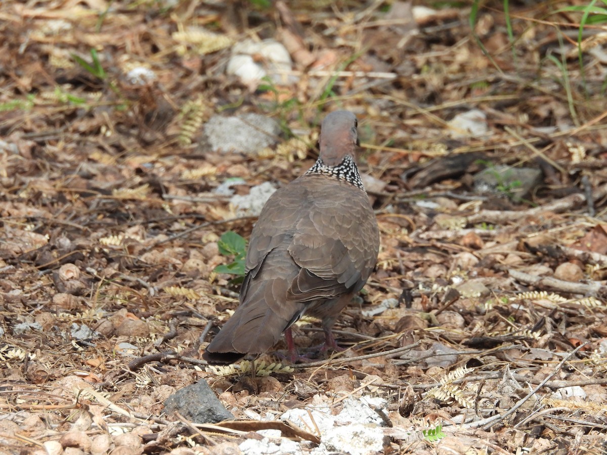 Spotted Dove - William Shaffer