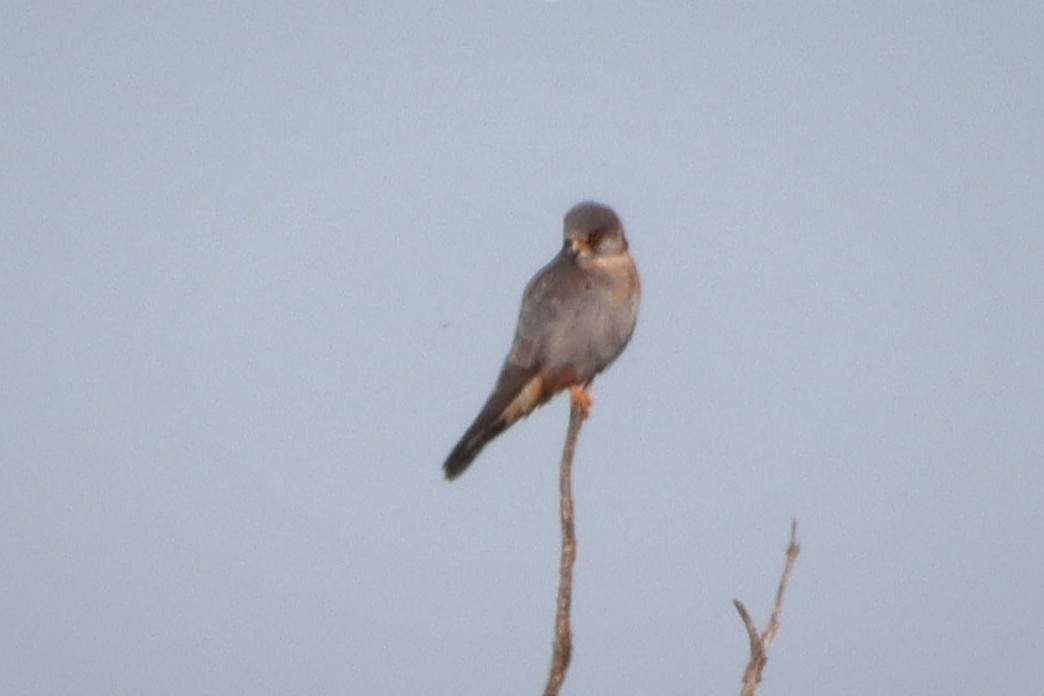 Red-footed Falcon - ML619026451