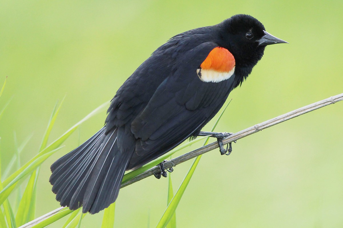 Red-winged Blackbird - Jeff Baughman