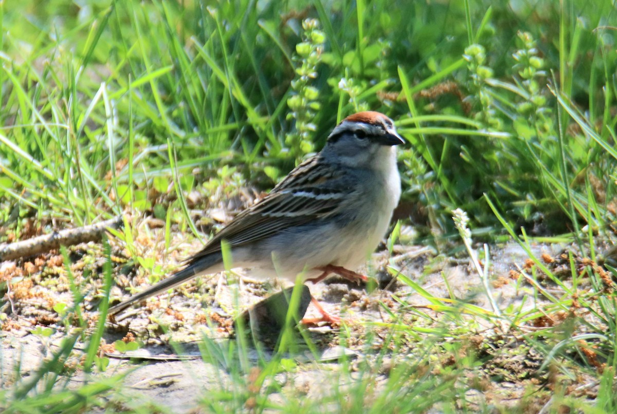 Chipping Sparrow - ML619026481
