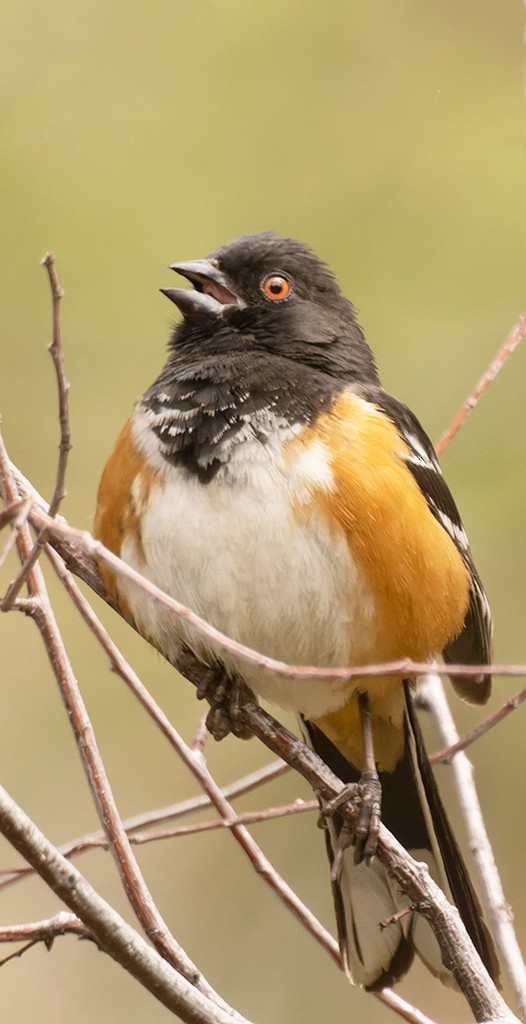 Spotted Towhee - ML619026538