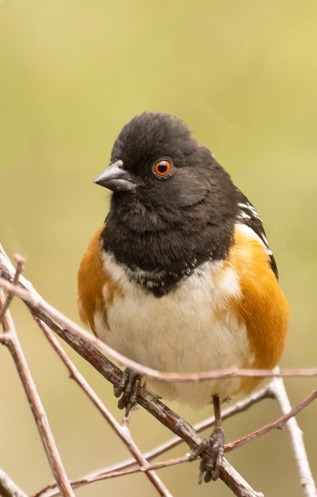 Spotted Towhee - ML619026539