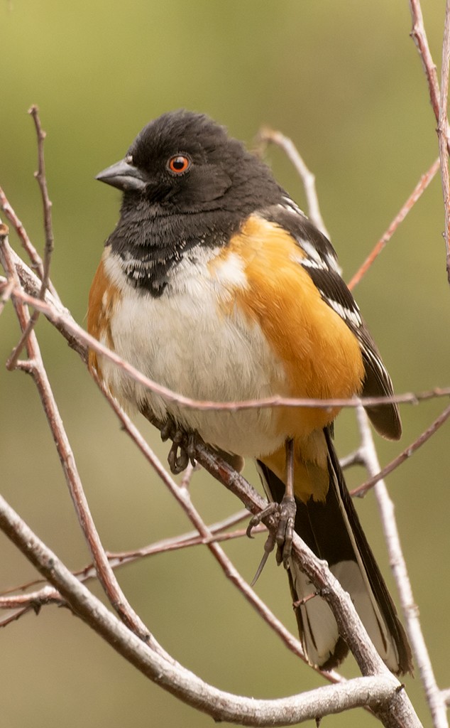 Spotted Towhee - ML619026540
