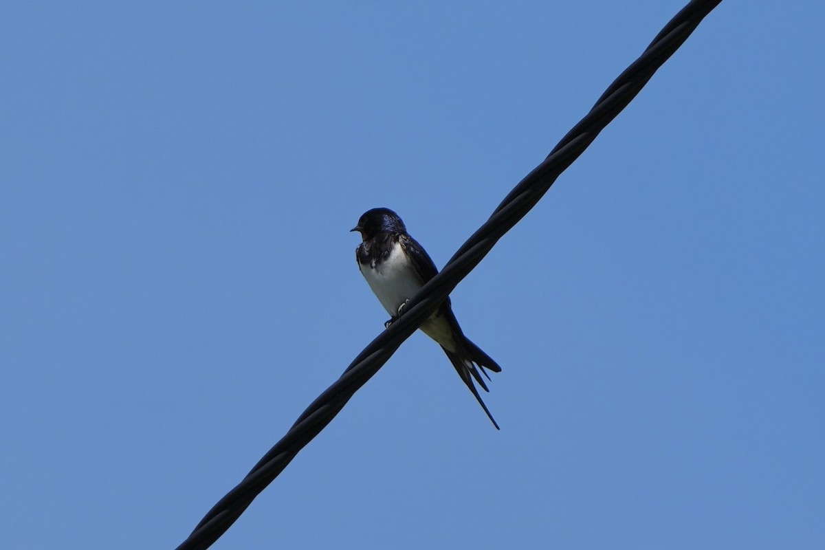 Barn Swallow - ML619026546