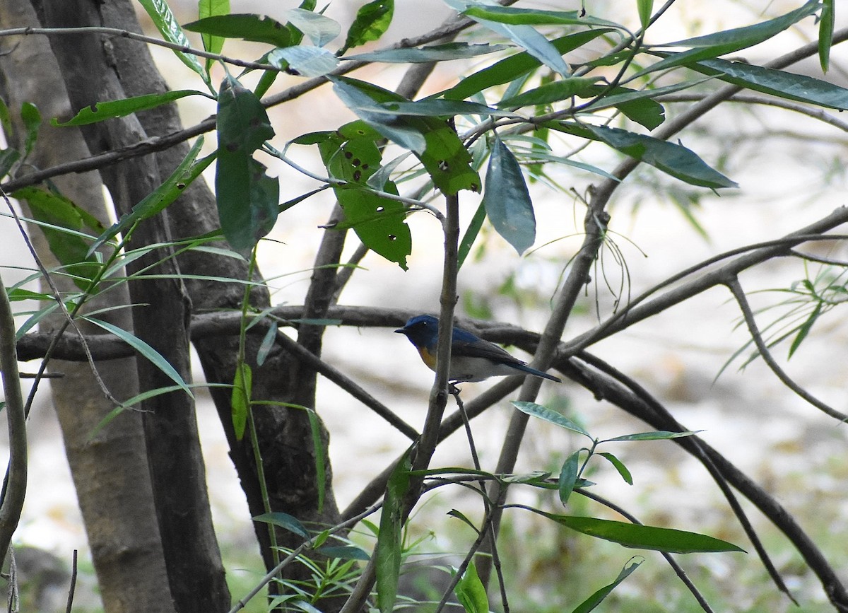 Blue-throated Flycatcher - Anand Birdlife
