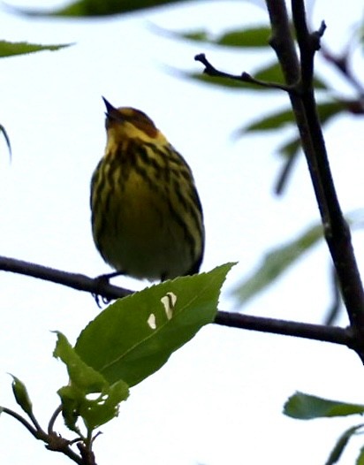 Cape May Warbler - ML619026548