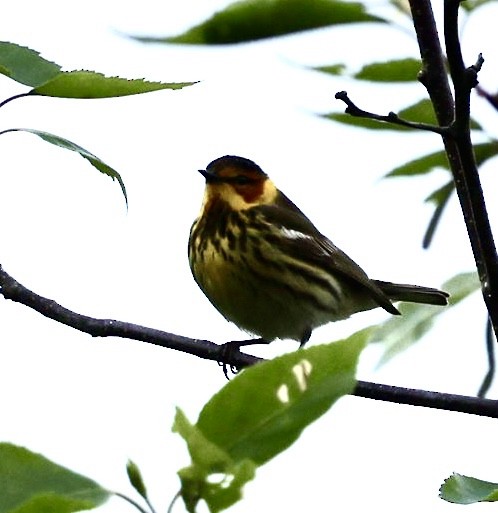 Cape May Warbler - ML619026549