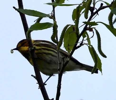 Cape May Warbler - ML619026550