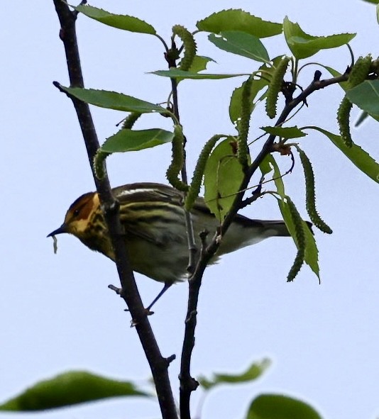 Cape May Warbler - ML619026551