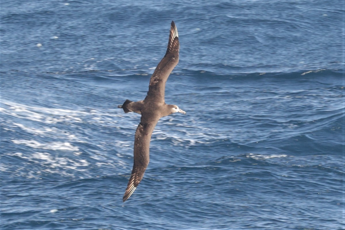 Black-footed Albatross - ML619026574