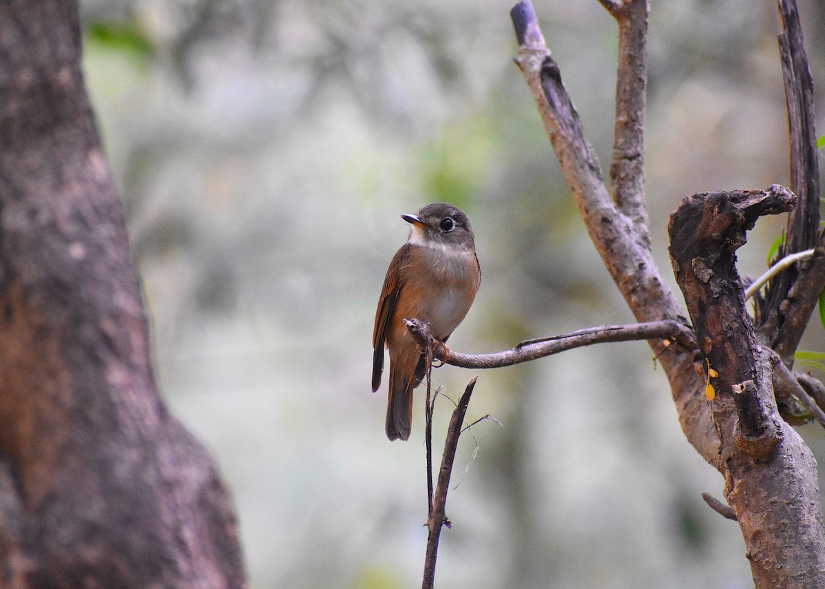 Brown-breasted Flycatcher - ML619026592