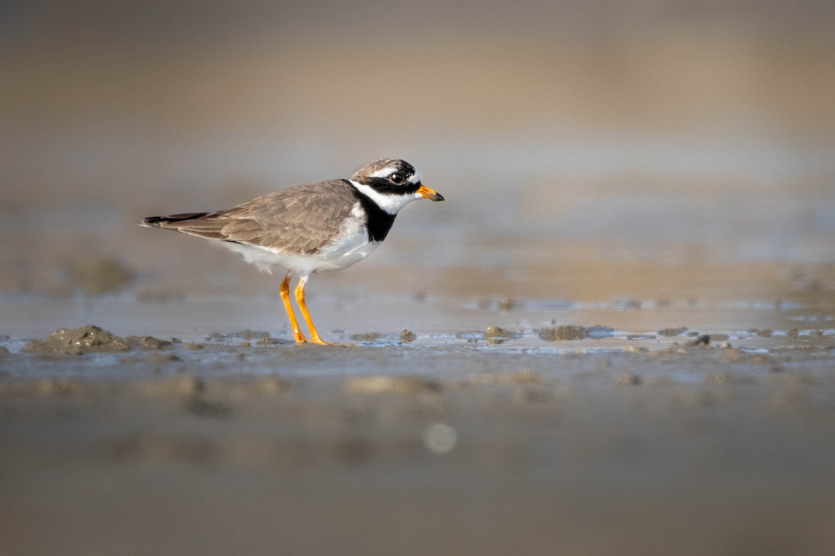 Common Ringed Plover - ML619026620