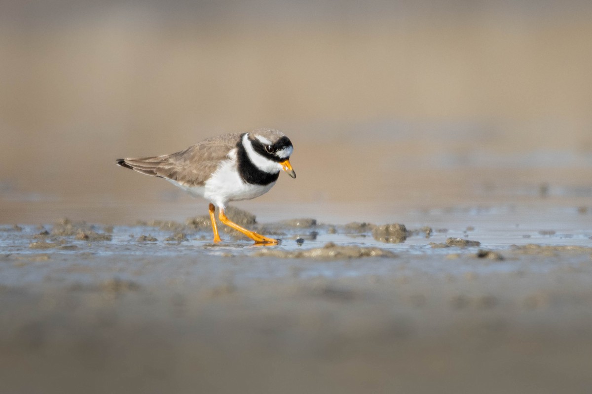 Common Ringed Plover - ML619026621