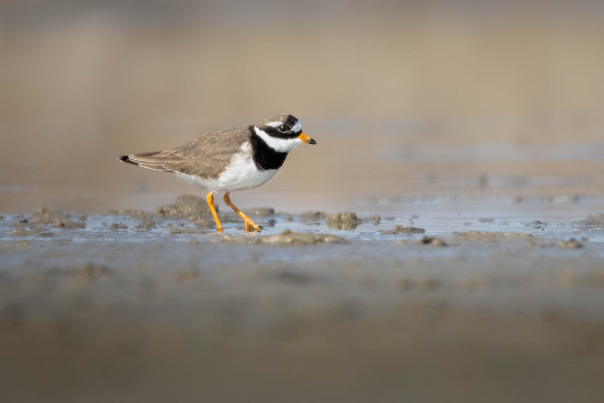 Common Ringed Plover - ML619026622