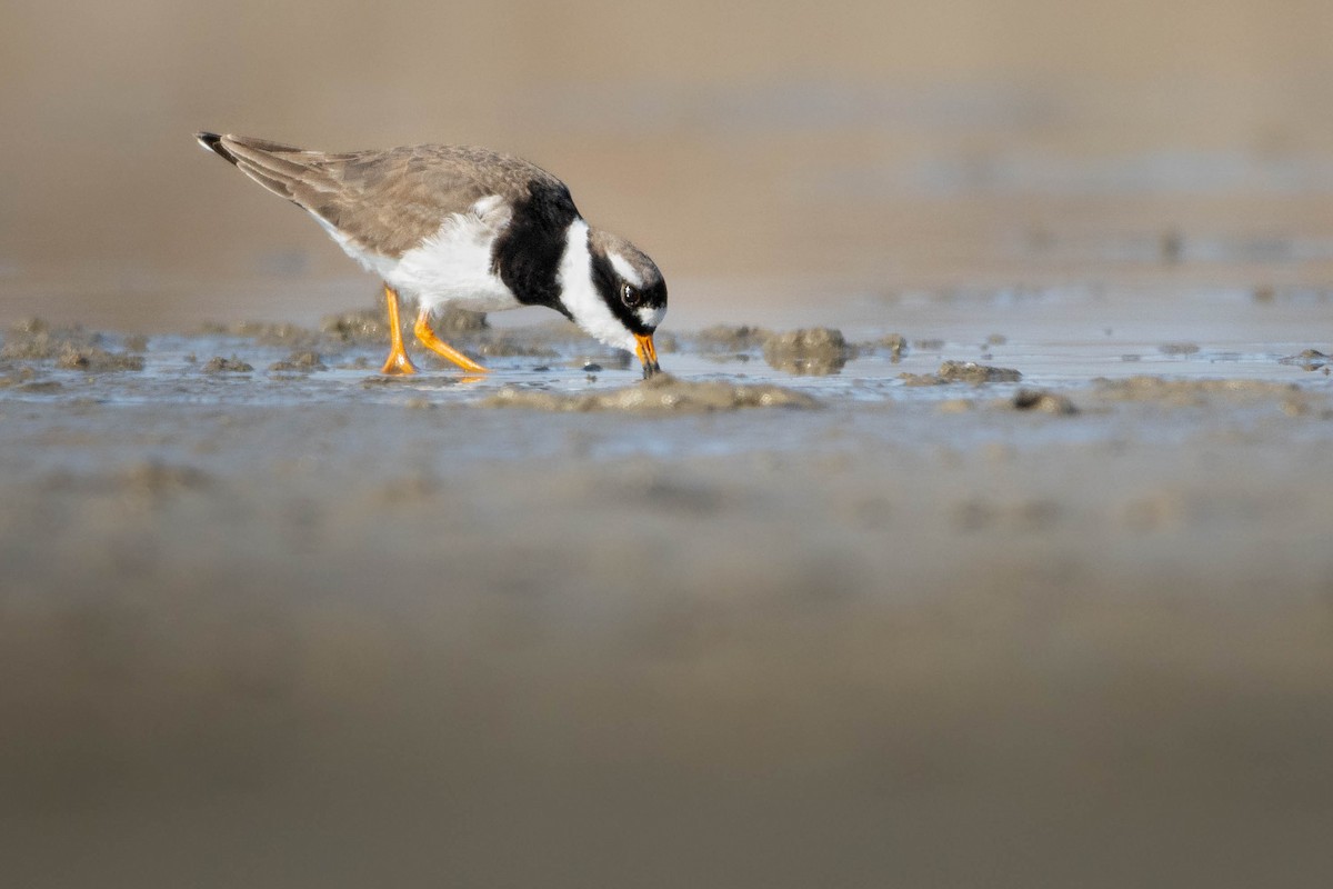 Common Ringed Plover - ML619026623