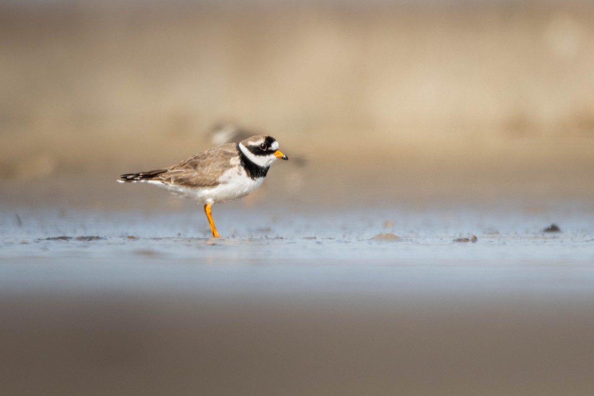 Common Ringed Plover - ML619026624