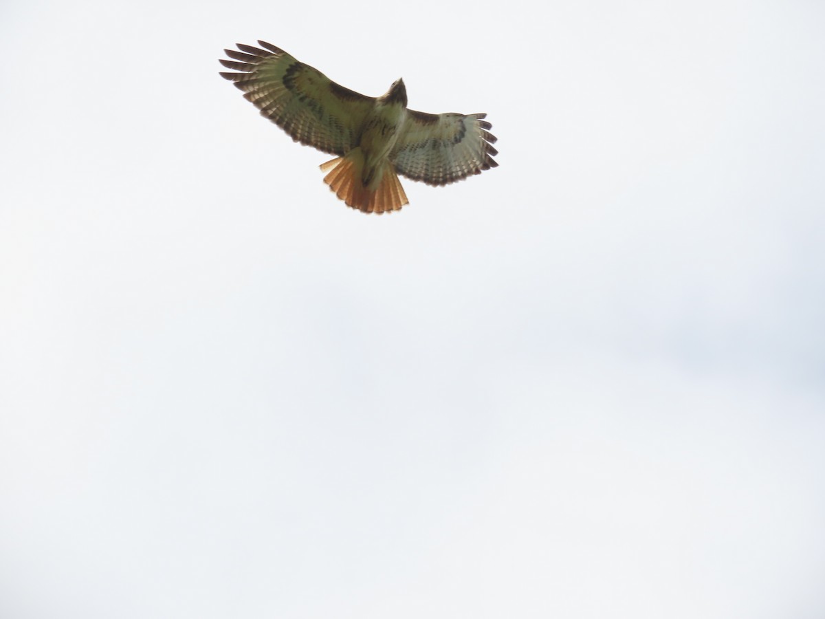 Red-tailed Hawk - ML619026696