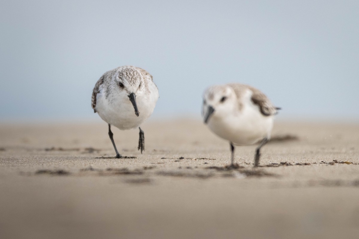 Sanderling - ML619026722