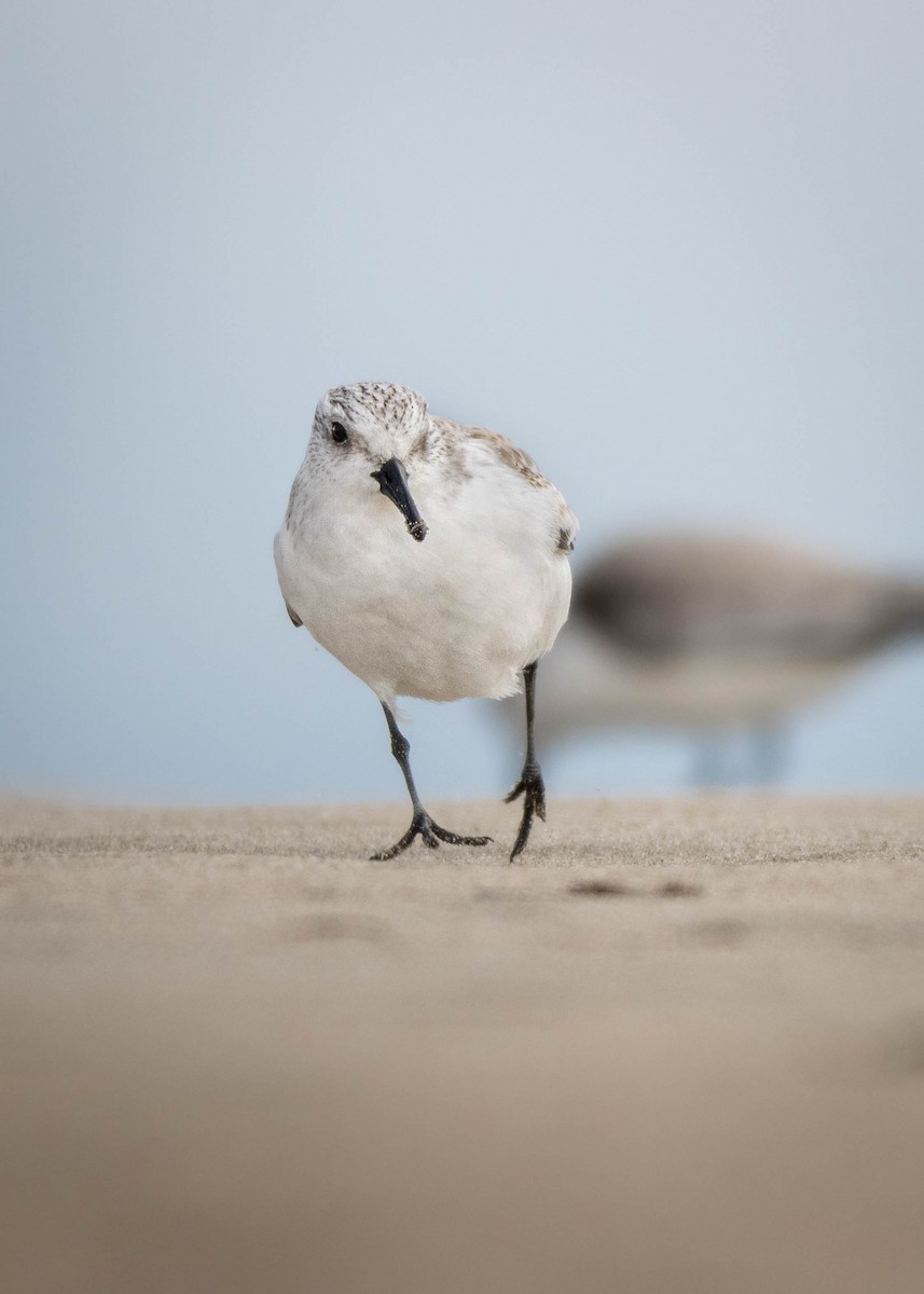 Sanderling - Joseph Rowsome