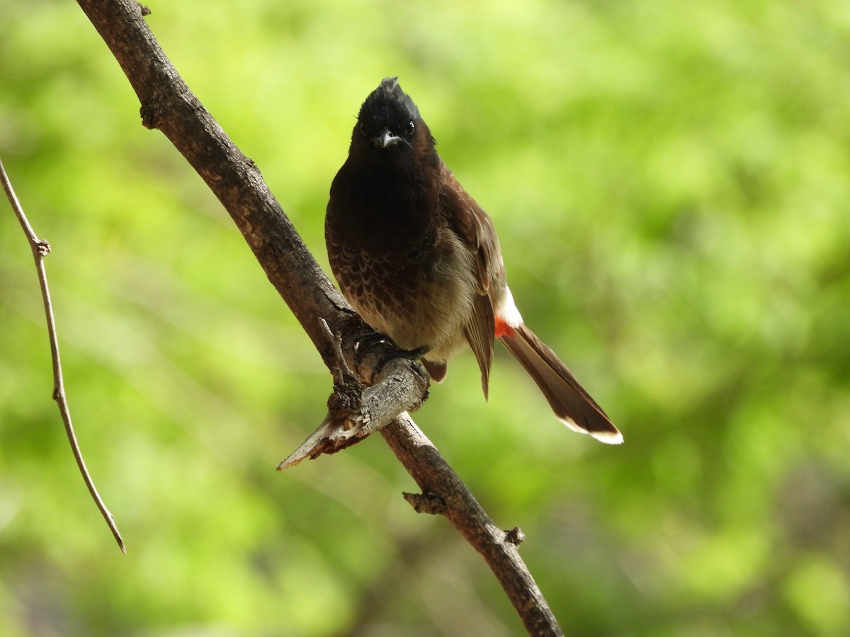 Red-vented Bulbul - ML619026743