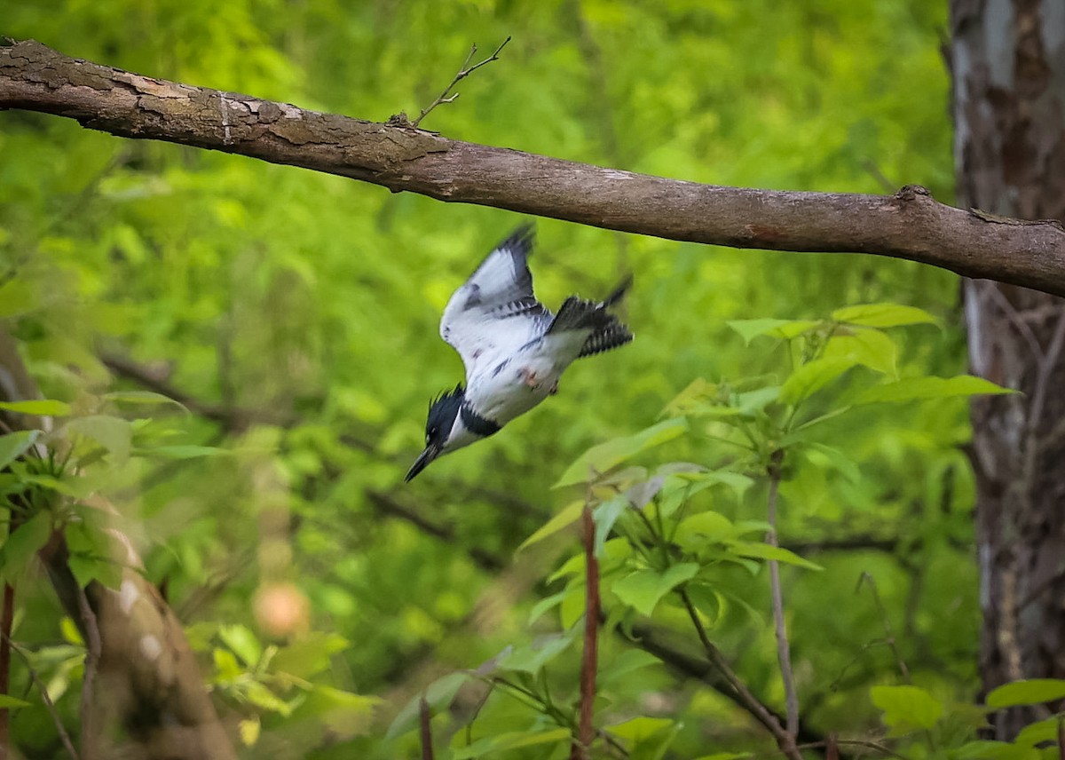 Belted Kingfisher - ML619026836