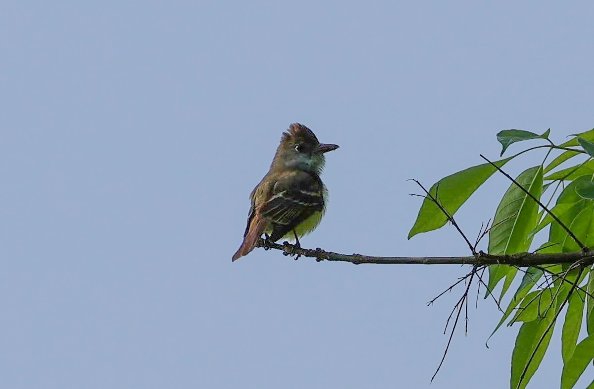 Great Crested Flycatcher - ML619026848