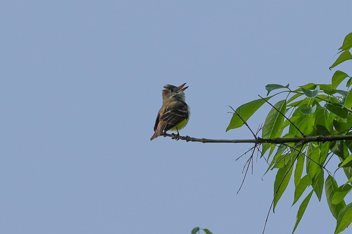 Great Crested Flycatcher - ML619026849