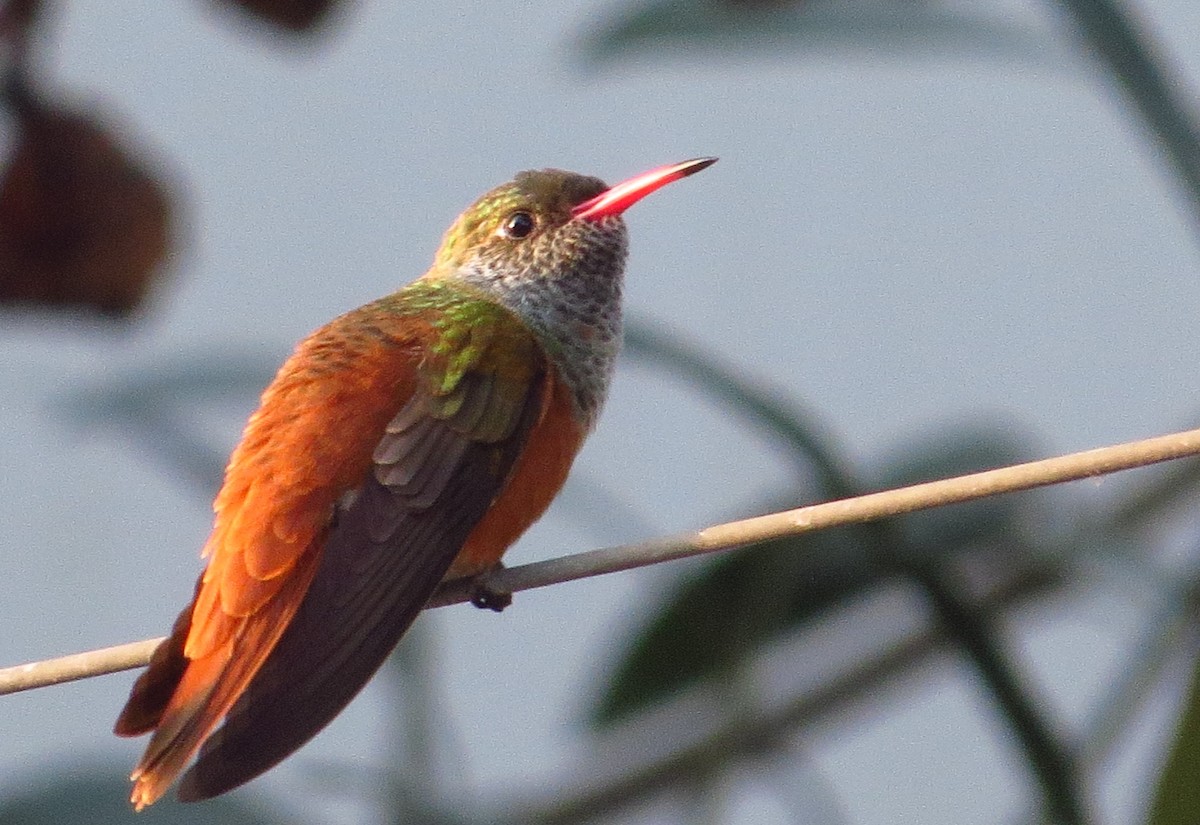 Amazilia Hummingbird - ML619026853