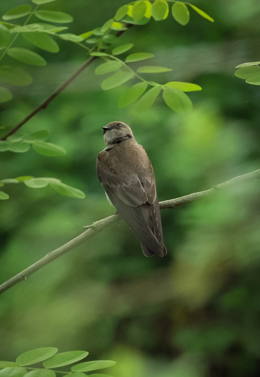 Northern Rough-winged Swallow - ML619026858