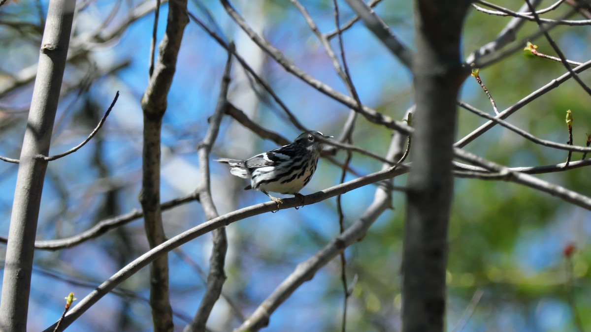 Black-and-white Warbler - ML619026888