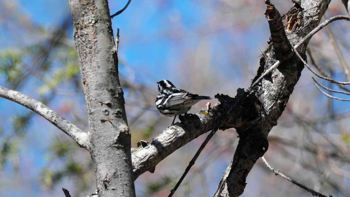 Black-and-white Warbler - ML619026889