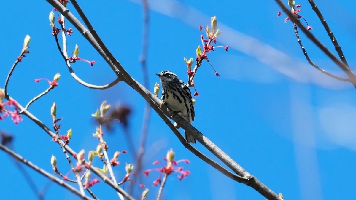 Black-and-white Warbler - ML619026890