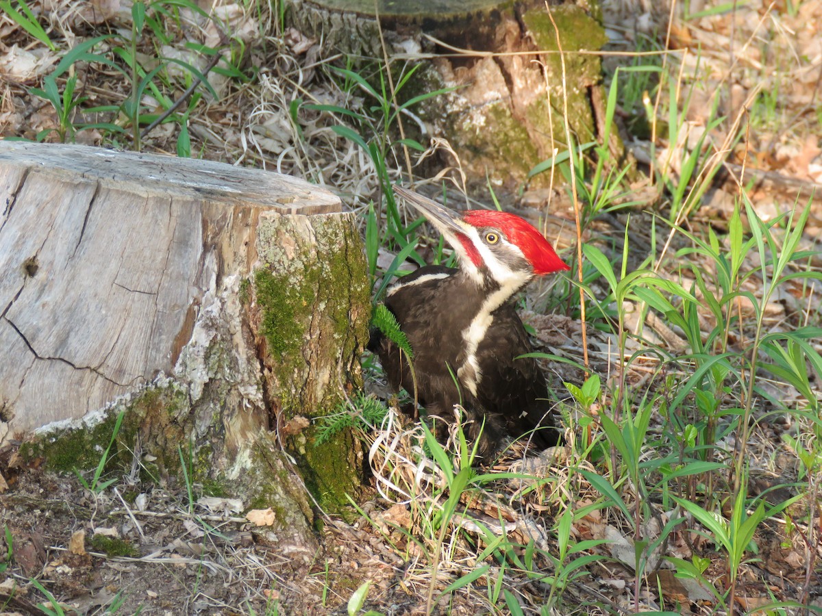 Pileated Woodpecker - ML619026993