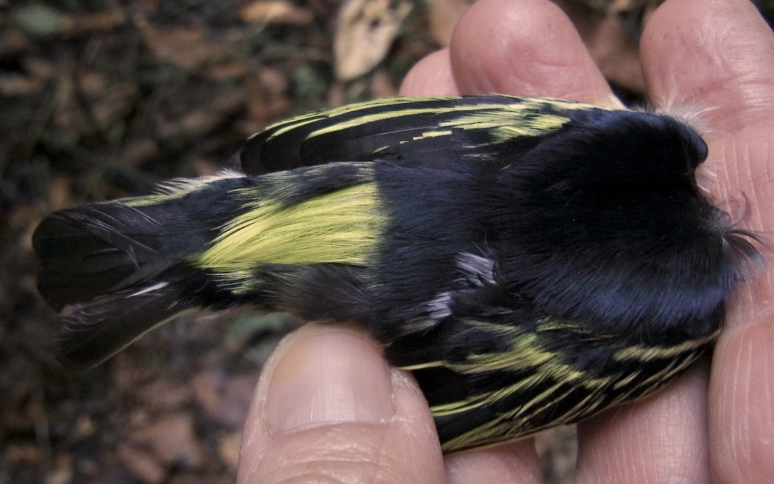 Yellow-rumped Tinkerbird (Yellow-rumped) - ML619026995