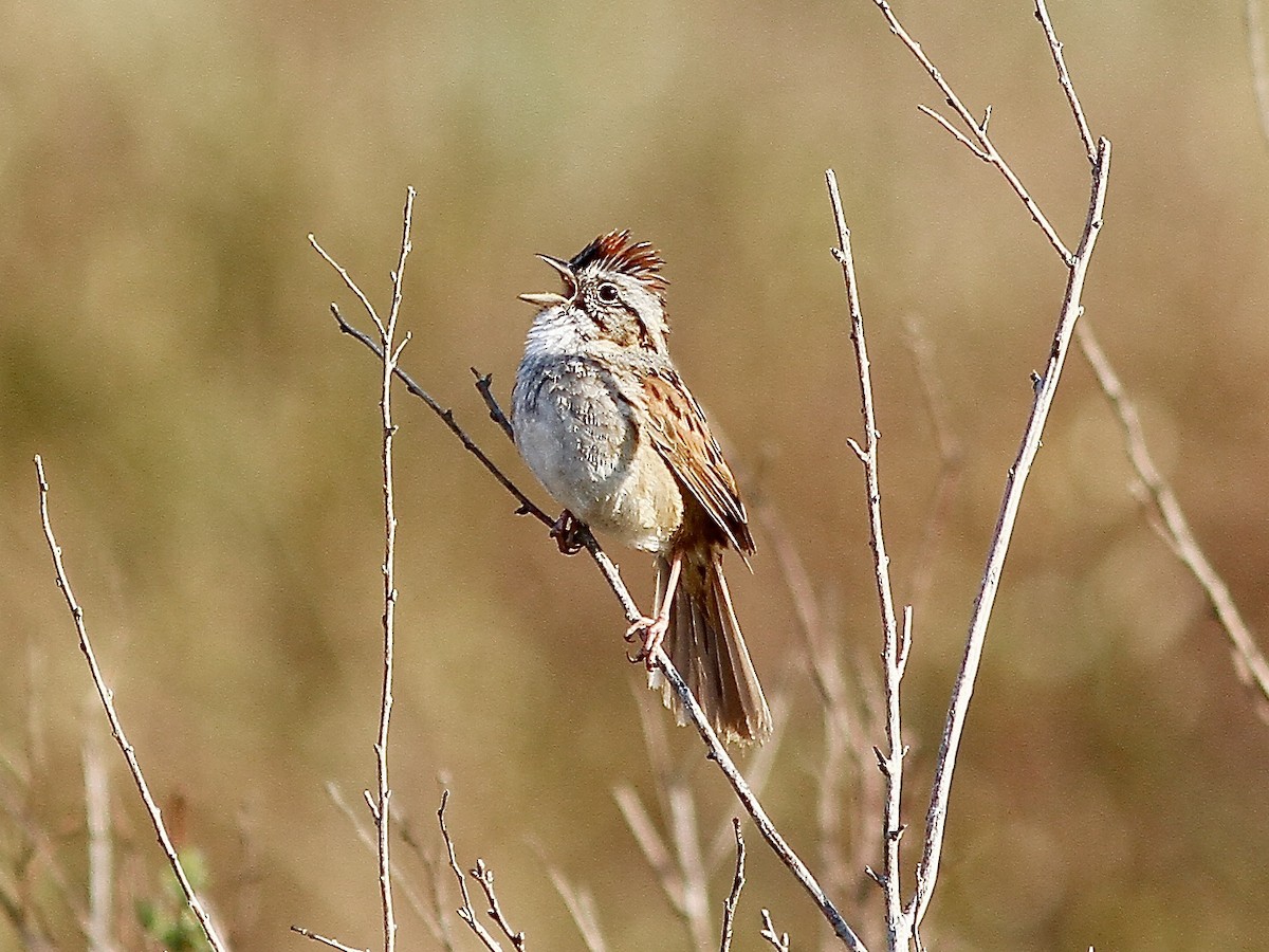 Swamp Sparrow - ML619027015