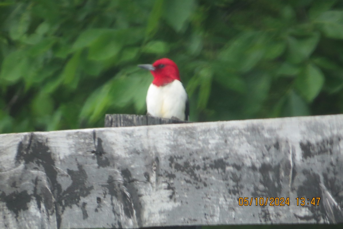 Red-headed Woodpecker - ML619027052