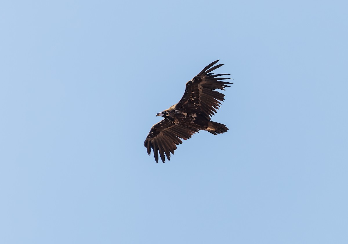 Cinereous Vulture - ML619027054