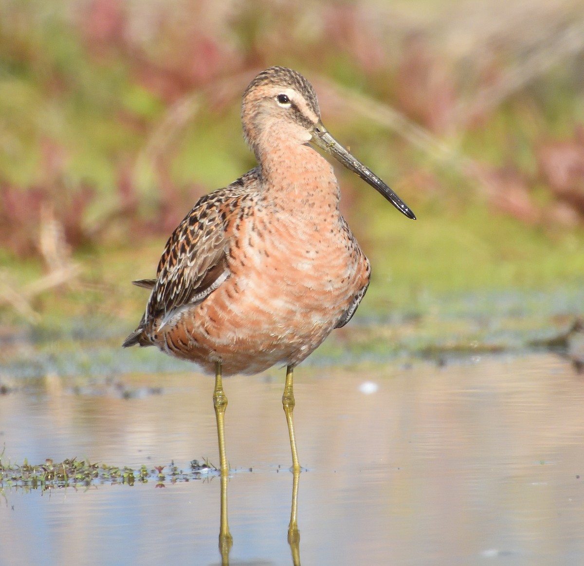 Long-billed Dowitcher - ML619027062