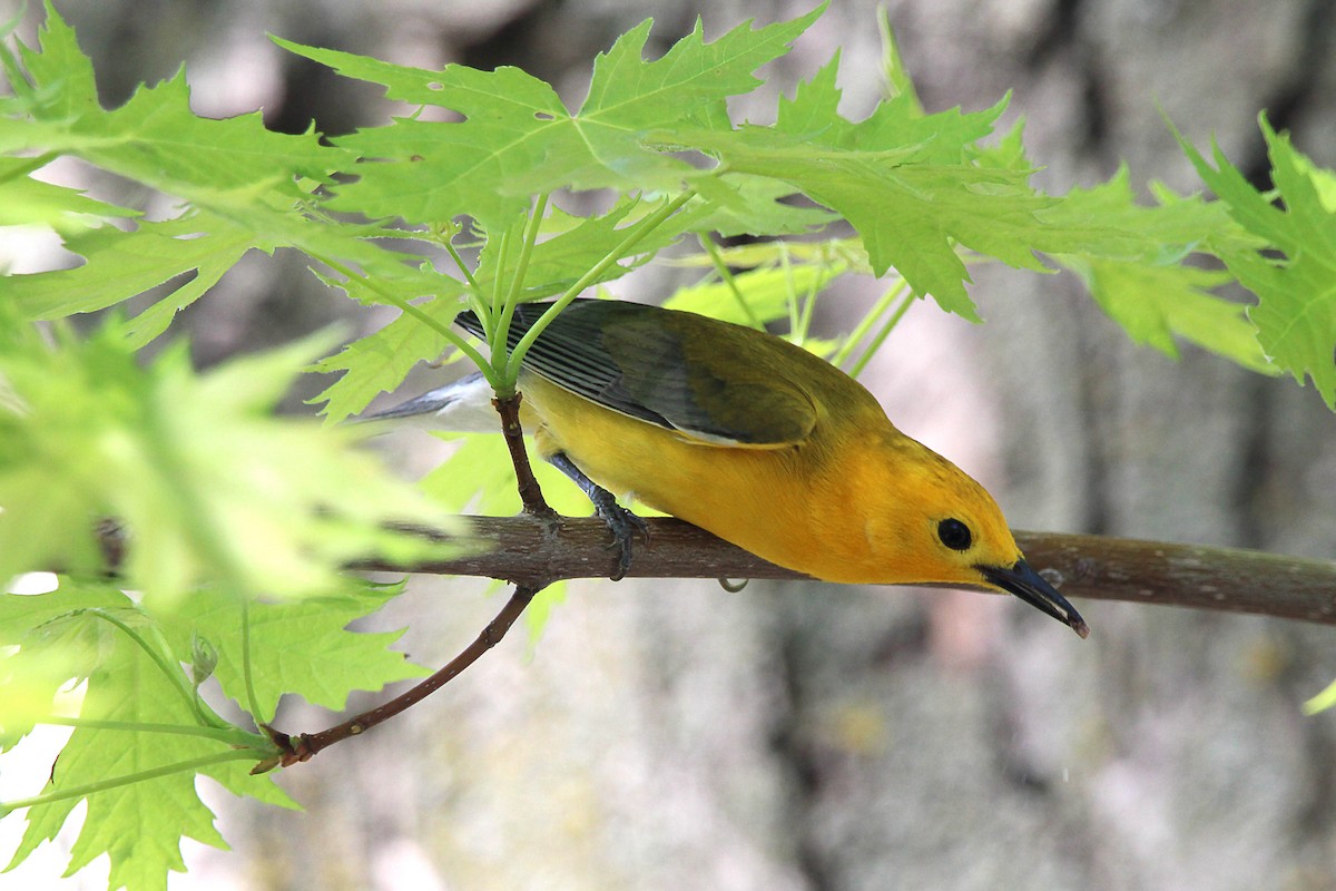 Prothonotary Warbler - ML619027064