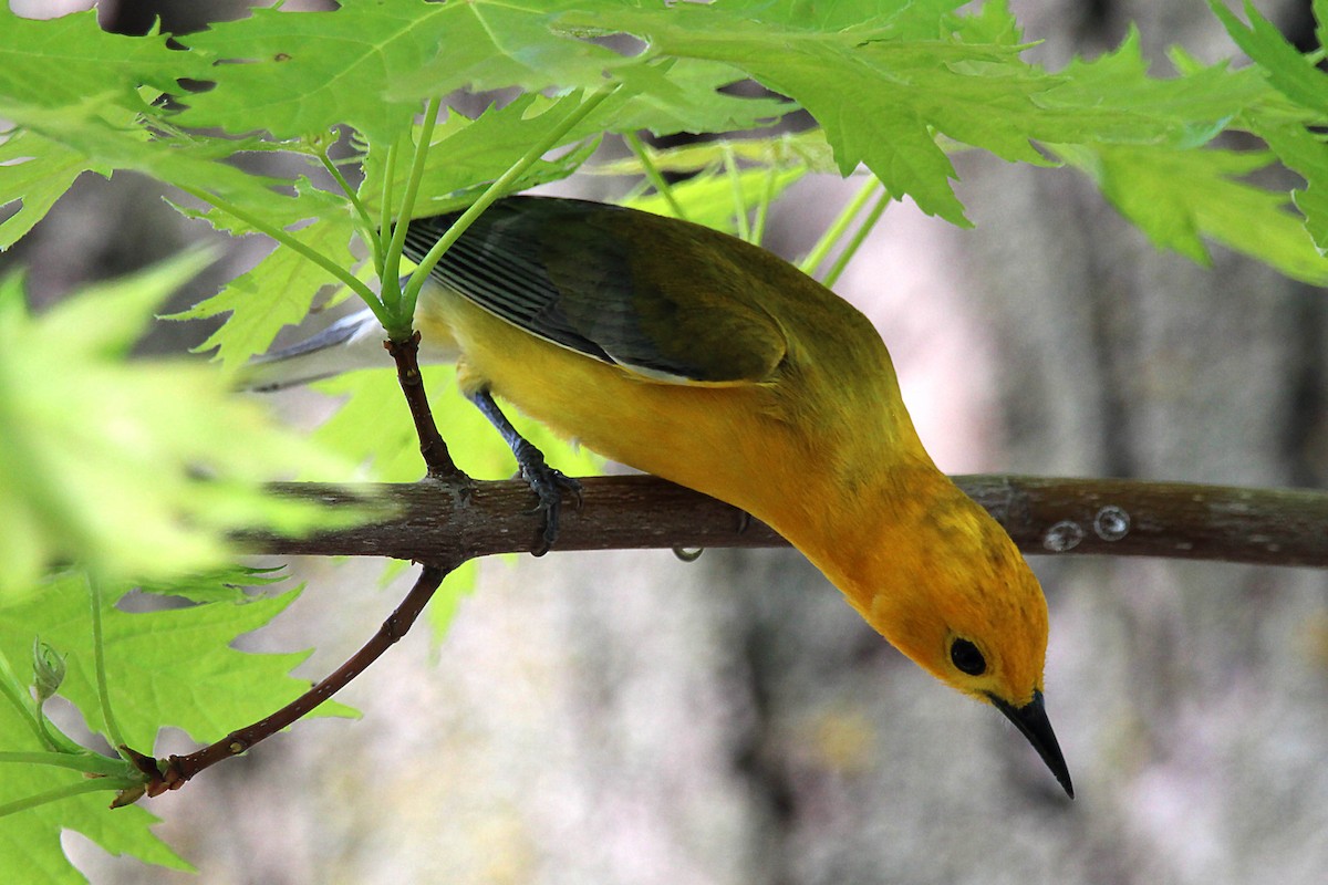 Prothonotary Warbler - ML619027065