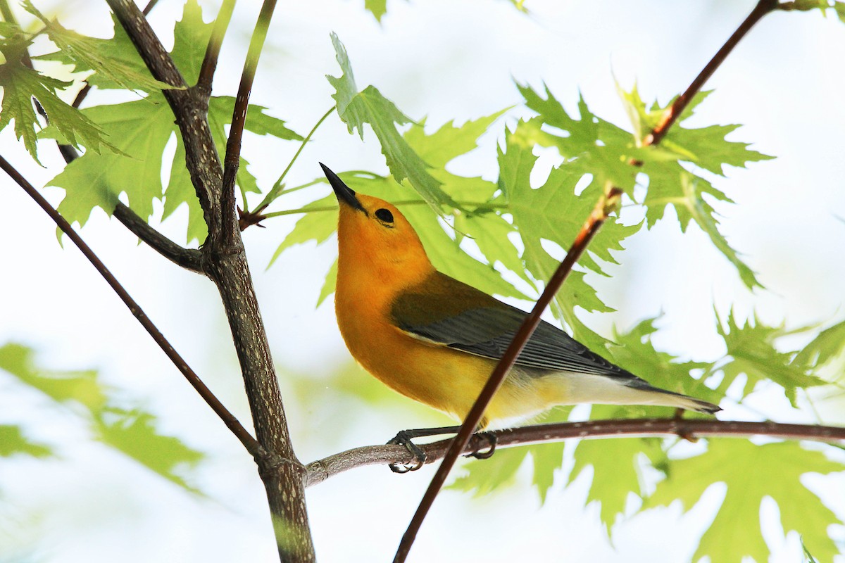 Prothonotary Warbler - ML619027066
