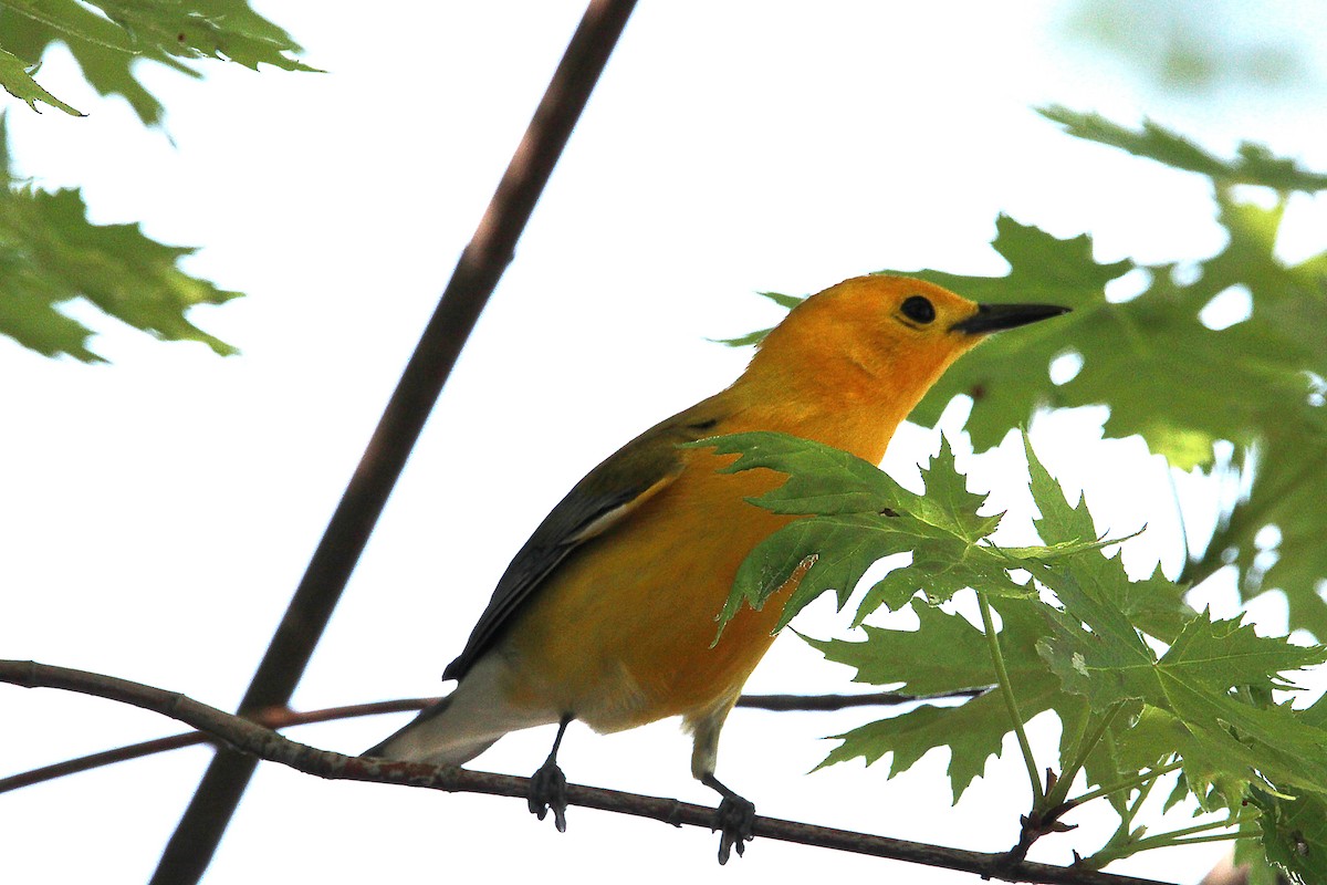 Prothonotary Warbler - ML619027067