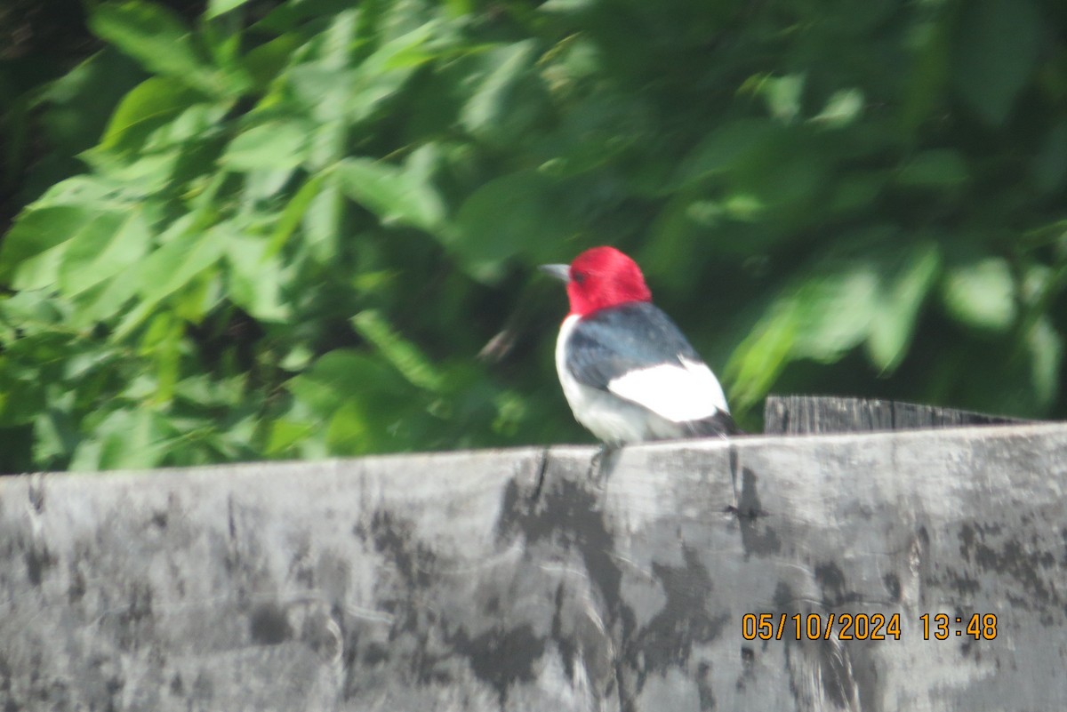 Red-headed Woodpecker - ML619027082